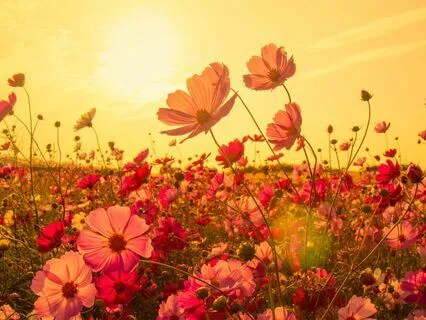 Expanding Compassion: A Loving-Kindness Practice