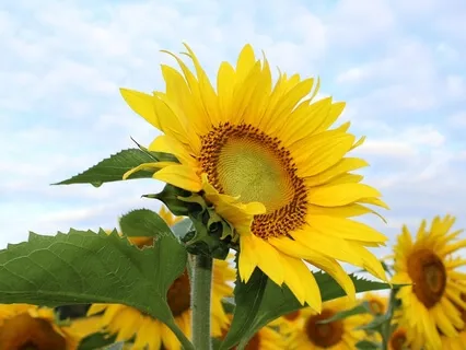 Expanding Consciousness Meditation