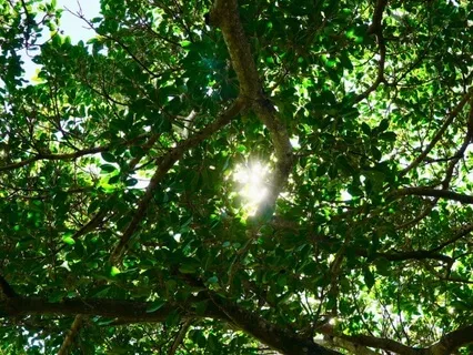 Expanding From Within