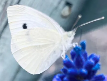 Expanding Into Ourselves, Butterfly Meditation