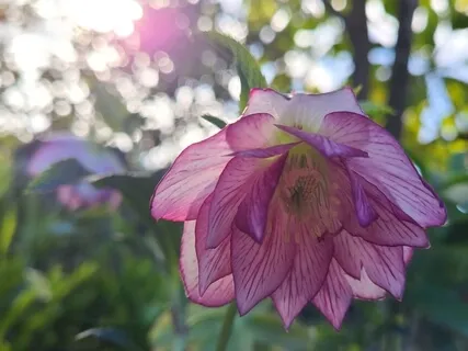 Expanding Into The Fullness Of Who You Truly Are