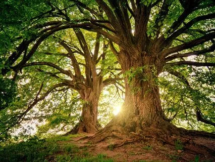 Tu B’shvat Growth Meditation