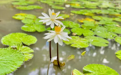 Expanding Self-Love Through Letting Go