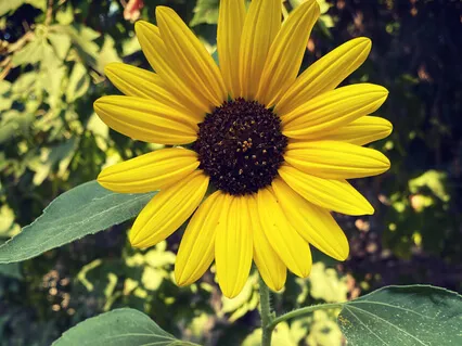 Expanding The Inner Light