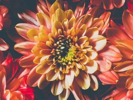 Expansion Of Bliss (Piano Solo Live)