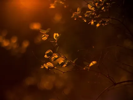 Expansion Of The Heart