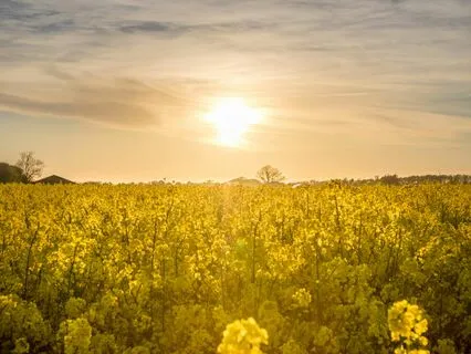 Expansions Message: Authentic Unlimited Abundance