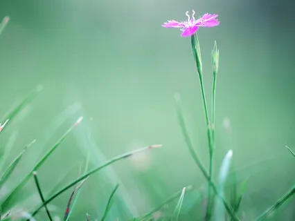 Experience A Renaissance Of The Heart