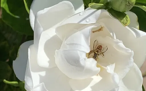 Experience Christ Consciousness