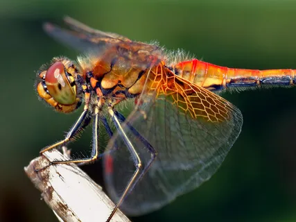 Experience Dragonfly Transcendence 