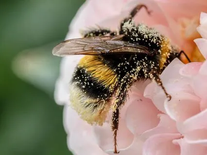 Experience The Nectar Of Life