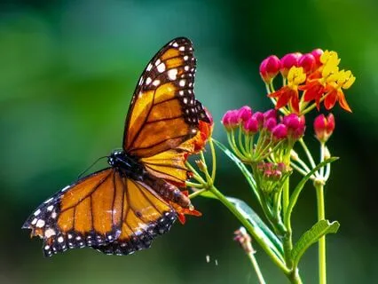 Experience The Transformation Of Metamorphosis