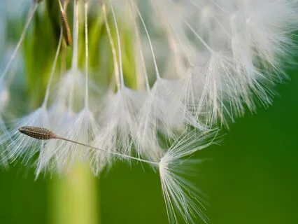 Experiencing Our Place Amongst The One Living System