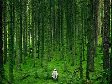 Explore: Ambient Music In Nature For Relaxation And Meditation