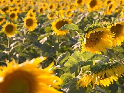 Exploring And Expanding Joy