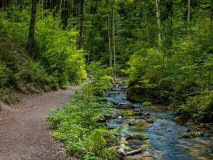 Exploring Beginners' Mind With A Guided Forest Walk