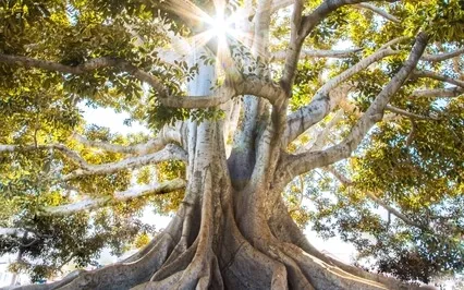 Exploring Empathy: The Empathy Seesaw, A Guided Practice