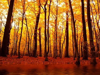 Exploring Equanimity 