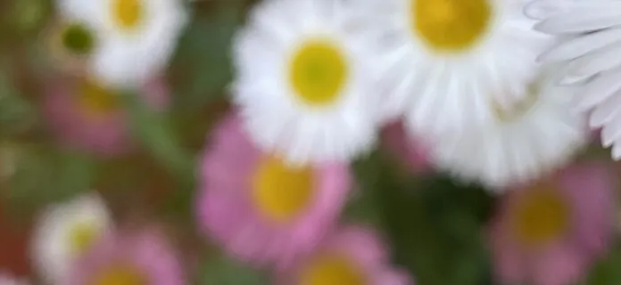 Exploring Inner Contentment And Satisfaction