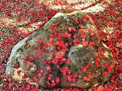 Exploring Intention/Intention & Freedom