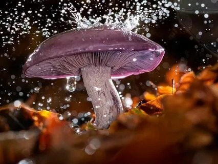 Exploring Non-Material Consciousness In Our Ecosystem