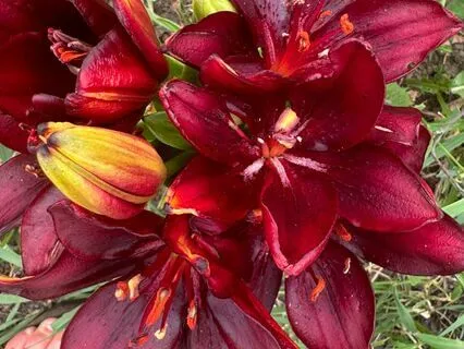 Exploring Our Shadow Side Through Sound Scape