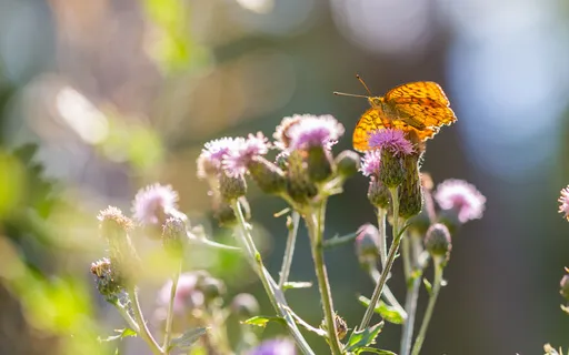 Exploring Playfulness Talk and Meditation