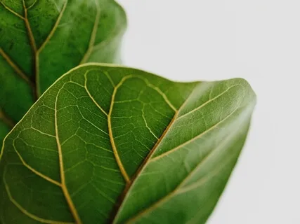 Exploring The Breath With Kind Awareness