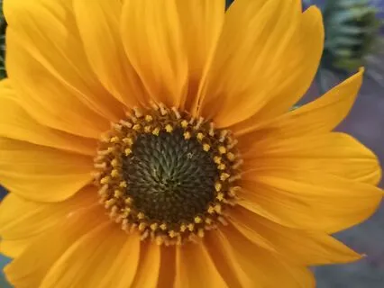 Exploring The Concept Of Inner Peace