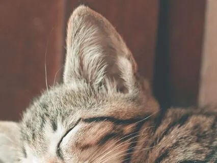 The Reboot & Release