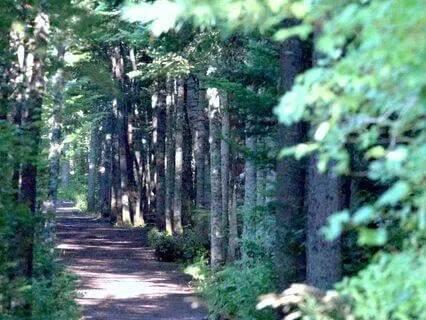 Bedtime Story - Exploring The Forest