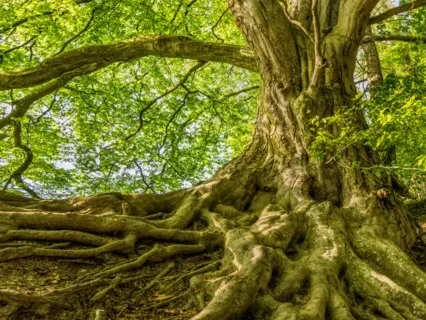 Exploring The Root Chakra