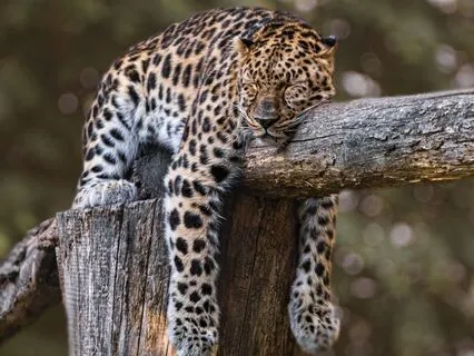 Exploring The Spiritual Meaning Of Anemia