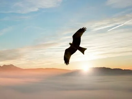 Exploring True Freedom: The Paradox Of Liberation