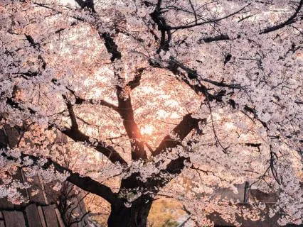 Express Ground & Protect Morning Meditation (Remastered)