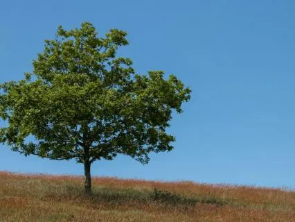 Express Grounding & Protecting Morning Meditation