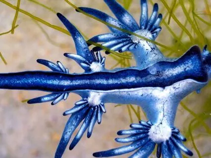 Expressing Truth Together | Throat Chakra For Your Pet