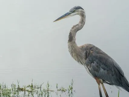 Nature Connection, With Blue Heron