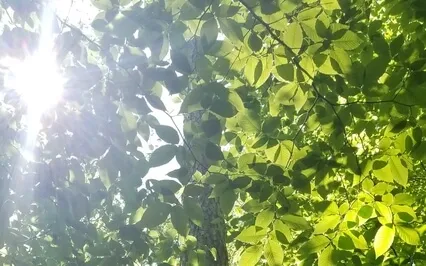 Extended Affectionate Breathing Meditation 