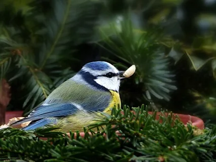 Extended Bird Feeder Ambience For Calm & Visualisation