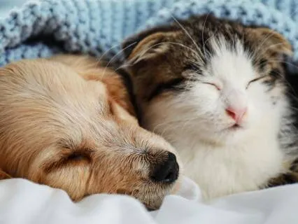 Extended Deep Rest | Deep Relaxation For Pets & People Pt 8