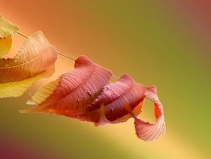*Extended* Energy Healing: Softly Return To Wholeness