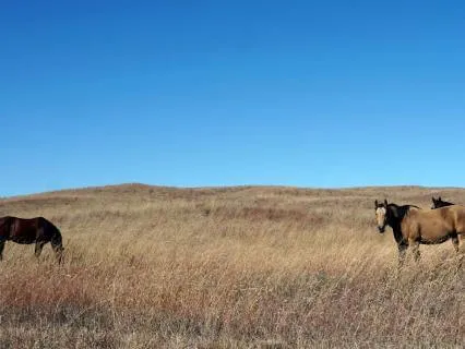 Extract From 'One Of Ours' By Willa Cather