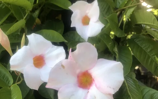 Extreme Distress SOS