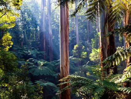 Eye Opening Walking Meditation