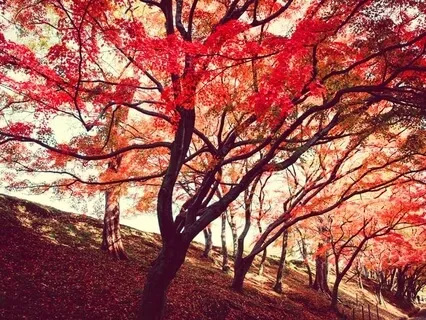 Face Chaos, Find Peace