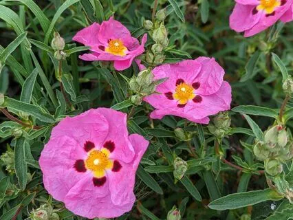 Face Yoga - Forehead Massage