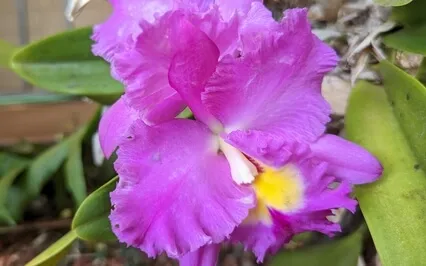 Face Yoga - Eyes Sequence