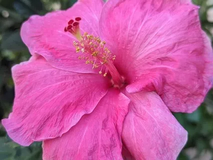 Face Yoga Relaxation Exercise - Cheeks & Mouth Muscles