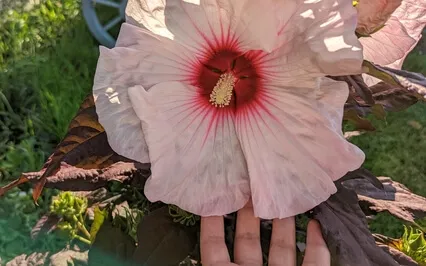 Face Yoga Warm-up Exercise - Shoulders - Tension Release